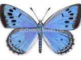 Illustration of Large Blue male (Maculinea arion) (#1740)