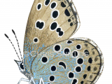 Illustration of Large Blue male (Maculinea arion) (#1741)