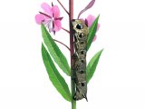 Illustration of Large Elephant Hawkmoth Caterpillar (Deilephila elpenor) (#1347)