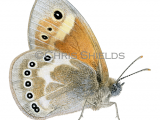 Illustration of Large Heath (Coenonympha tullia rothliebii) (#4382)