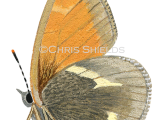 Illustration of Large Heath (Coenonympha tullia scotica) (#0305)