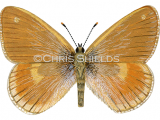 Illustration of Large Heath (male) Coenonympha tullia  scotica (#0307)
