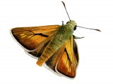 Illustration of Large Skipper (Ochlodes venatus) (#2743)