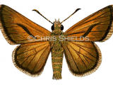 Illustration of Large Skipper (Ochlodes venatus) (#1386)