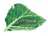 Illustration of Large White Caterpillar Pieris brassicae) (#2503)