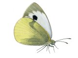 Illustration of Large White (Pieris brassicae) (#2864)