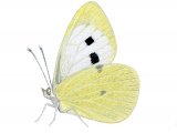 Illustration of Large White (Pieris brassicae) (#2982)