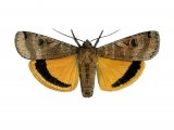 Illustration of Large Yellow Underwing (Noctua pronuba) (#2461)