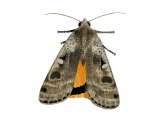 Illustration of Large Yellow Underwing (Noctua pronuba) (#2467)