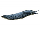 Illustration of Slug (Large Black) Arion ater) (#2676)