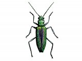 Illustration of Leaf Beetle (Donacia vulgaris) (#1251)