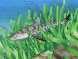 Illustration of Leopard Shark (Triakis semifasciata) (#3770)