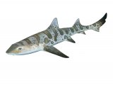 Illustration of Leopard Shark (Triakis semifasciata) (#3787)