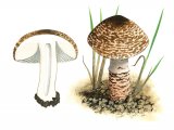 Illustration of Lepiota brunneoincarnata (#3373)