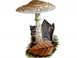 Illustration of Lepiota echinacea (#1723)