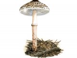 Illustration of Lepiota felina (#3489)