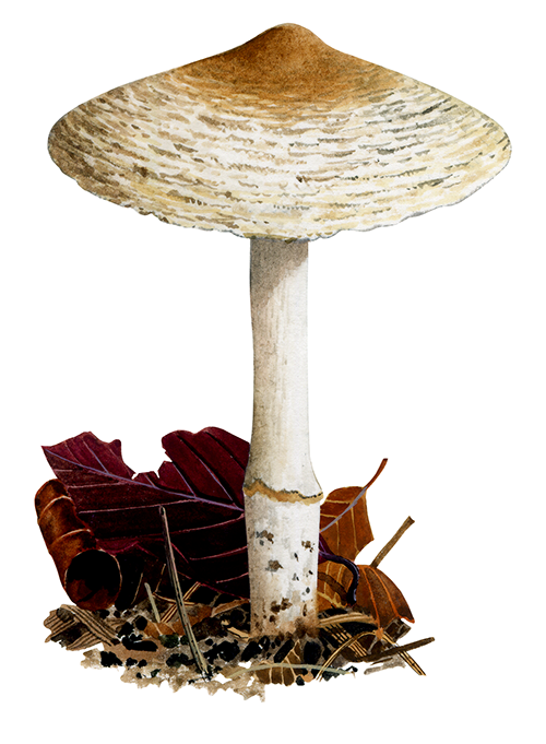 Illustration of Lepiota ignivolvata (#3348)