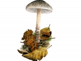 Illustration of Lepiota obscura (#3354)