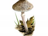 Illustration of Lepiota pseudolilacea (#3513)