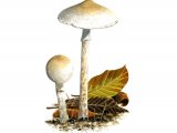 Illustration of Lepiota subalba (#3352)