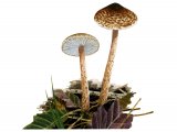 Illustration of Lepiota tomentella (#3355)