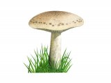 Illustration of Lepista panaeola (#3987)