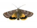 Illustration of Lesser Broad-boardered Yellow underwing (Euschesis janthina) (#2905)