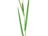 Illustration of Lesser Pond Sedge (Carex acutiformis) (#3171)