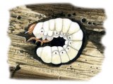 Illustration of Lesser Stag Beetle Larvae (Dorcus parellelipipedus) (#3331)