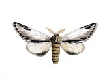Illustration of Lesser Swallow Prominent (Pheosia tremula) (#2470)