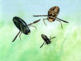 Illustration of Lesser Water Boatmen (Corixa and Cymatia) (#2109)