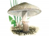 Illustration of Leucoagaricus barssii (#3515)