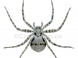 Illustration of Lichen Running Spider(Philodromus margaritatus) (#2963)