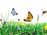 Illustration of Life in a Lawn (Insects and Flowers) (#0763)