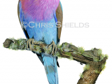 Illustration of Lilac-breasted Roller (Coracias caudatus) (#4682)