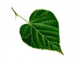Illustration of Small Leaved Lime   leaf (Tilia cordata) (#3219)