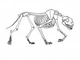 Illustration of Lion Skeleton (Panthera leo) (#1438)