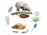 Illustration of Sheep Liver Fluke Life Cycle (#3211)