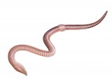 Illustration of Lob worm (Lumbricus terrestris) (#2677)