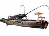 Illustration of Musk Beetle (Aromia moschata),  (#1027)