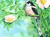 Illustration of Long-tailed Tit (Aegithalos caudatus) (#1409)