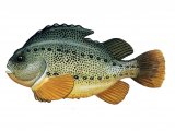Illustration of Lumpsucker (cyclopterus lumpus) (#0169)