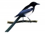 Illustration of Magpie (Pica pica) (#1174)