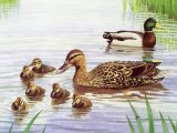 Illustration of Mallards (Anas platyrhynchos) (#3723)