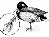 Illustration of Mallard (Anas platyrhyncho) (#4347)