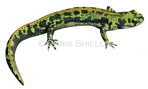 Illustration of Marbled Newt (Triturus marmoratus) (#4510)