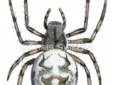 Illustration of Marbled Orb-weaver Spider (Araneus marmoreus) (#4236)