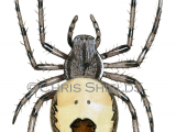 Illustration of Marbled Orb-weaver Spider (Araneus marmoreus var. pyramidatus) (#4235)