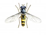 Illustration of Marmalade hoverfly (male) Episyrphus balteatus (#1248)