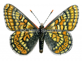 Illustration of Marsh Fritillary (Eurodryas aurinia) (#1467)